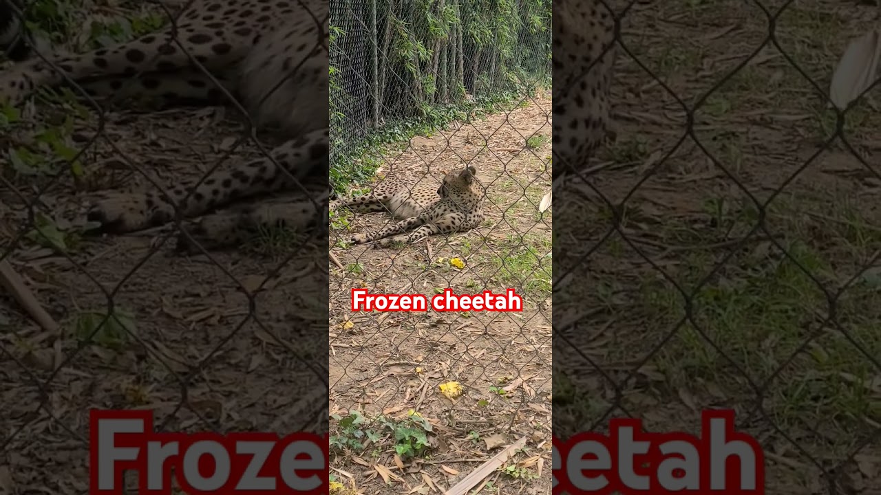frozen cheetah 