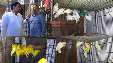 Lovebird Jaal Item Aur Lovebird Mutation Aur Dove Java ka Mix Bara Breeding Setup Visit in Urdu