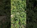 PUNARNAVA or Boerhavia diffusa | red spiderling #redspiderling #punarnava #boerhaviadiffusa