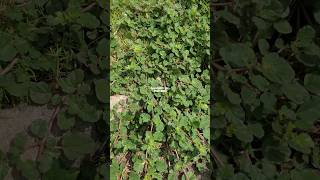 PUNARNAVA or Boerhavia diffusa | red spiderling #redspiderling #punarnava #boerhaviadiffusa