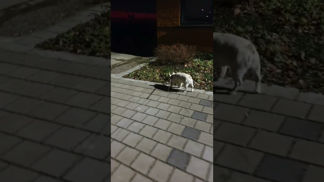 10tes sylvester für whisky