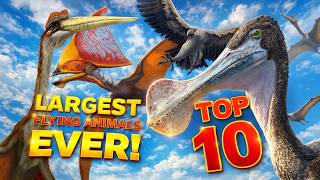 Top 10 largest Flying Animals EVER!