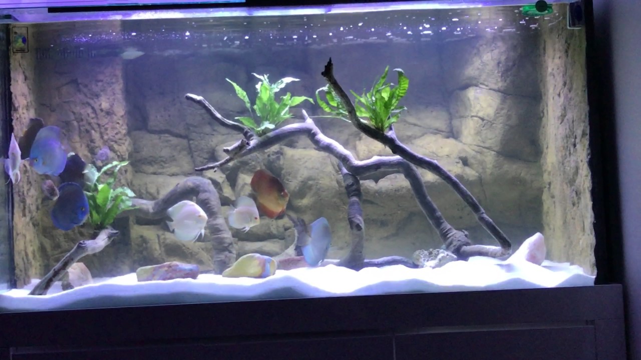 Discus Display tank settling down - YouTube