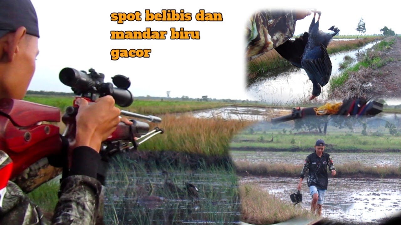 BERBURU BELIBIS MANDAR BIRU DAN RUAK-RUAK DISPOT PERSAWAHAN 