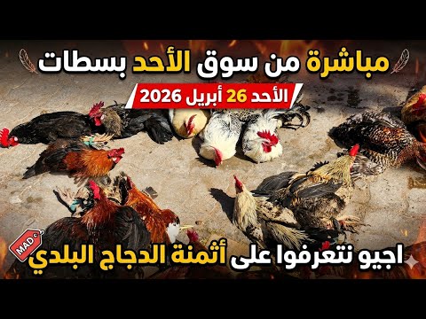  مباشرة من سوق الأسبوعي الأحد بسطات 2026|04|26 اجيو نتعرفوا على أثمنة الدجاج البلدي 🐓🐇🦚