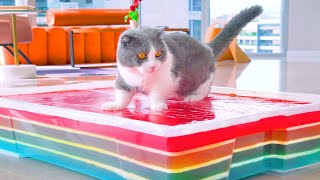 Can Cats Walk On Jello?