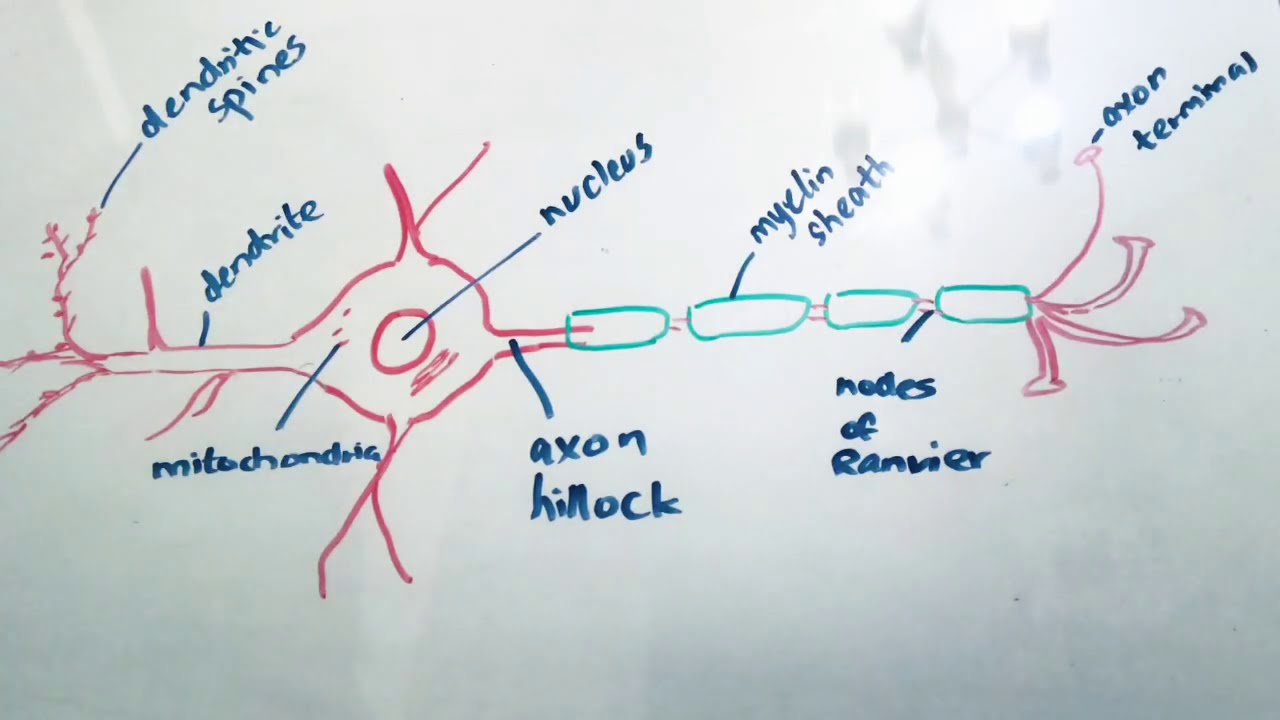 Basic Neuron Anatomy and Physiology - YouTube