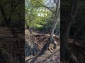 猪の鼻を括る