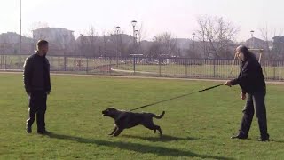 Puppy Turns Into Fierce Protector When Owner Faces a Stranger! Update