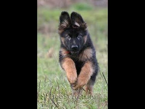nemetskaya ovcharka
