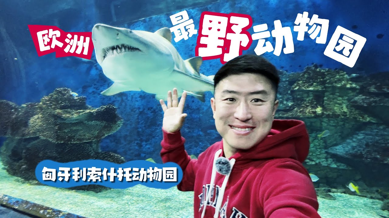 🇹🇯被一吨重北极熊踩在头上🫪🐻‍❄️ | 欧洲最野动物园🈶多狂! | 匈牙利 nyíregyháza 索什托动物园 Sóstó zoo 