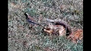 Ground Squirrel.  21 September 2020