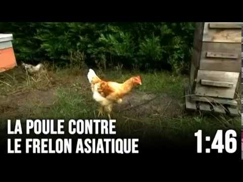 0 - Le meilleur prédateur du frelon asiatique : la poule noire de Janzé