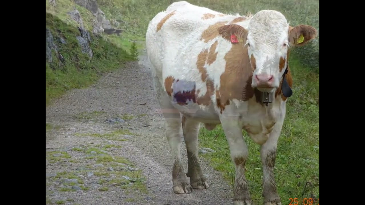 Альпы осенью