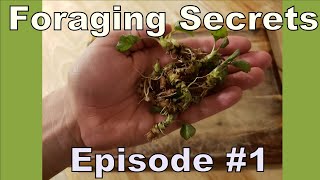 Foraging Secrets Episode #1 - Wild Violet Tubers