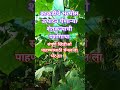 काकडीचे भरघोस उपादन #farming #agri #organicfarming #agrifuture #शेती #agriculture #agritechnology
