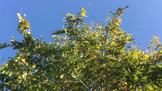 Common Beech - crown - October 2018