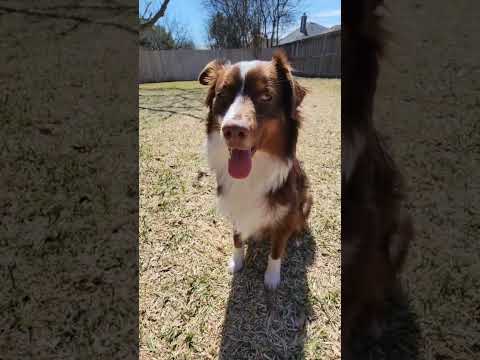 CollieBall - Original Herding Ball for Dogs