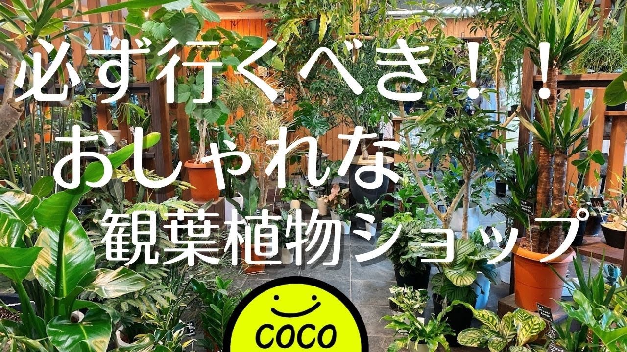 オススメの小岩観葉植物ショップでお買い物 Youtube