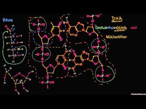 Video: DNA'nın kimyasal formülü nedir?