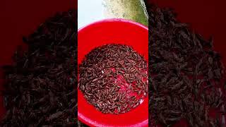 1Trieukg Con Oan Gia Nhà Nông