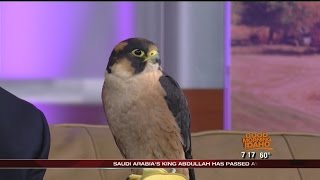 taita flying falcons prey