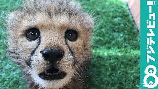 赤ちゃんチーターが可愛い！姫路セントラルパーク #休園中の動物園水族館