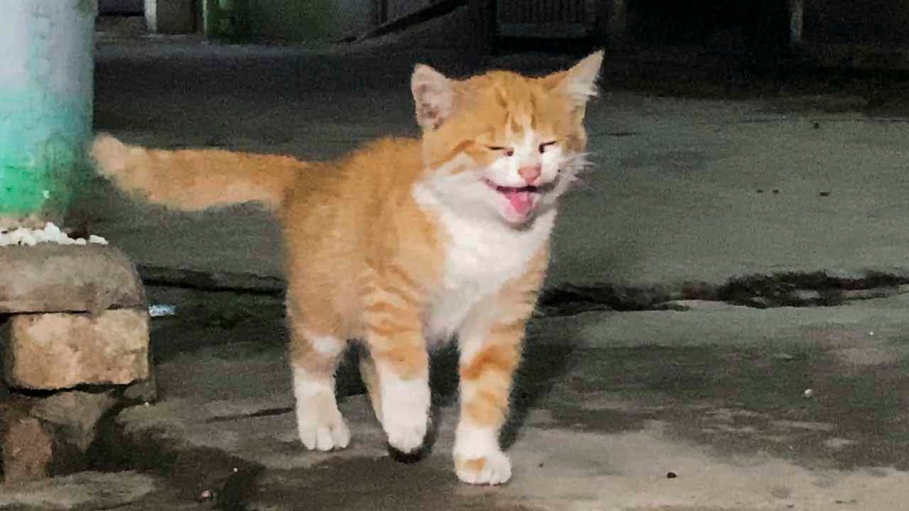 В ту ночь я увидел котенка, ищущего еду… и выбрал его.