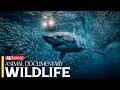 Ocean Wildlife | The Hidden Kingdoms of Marine Life Revealed | 4K Documentary