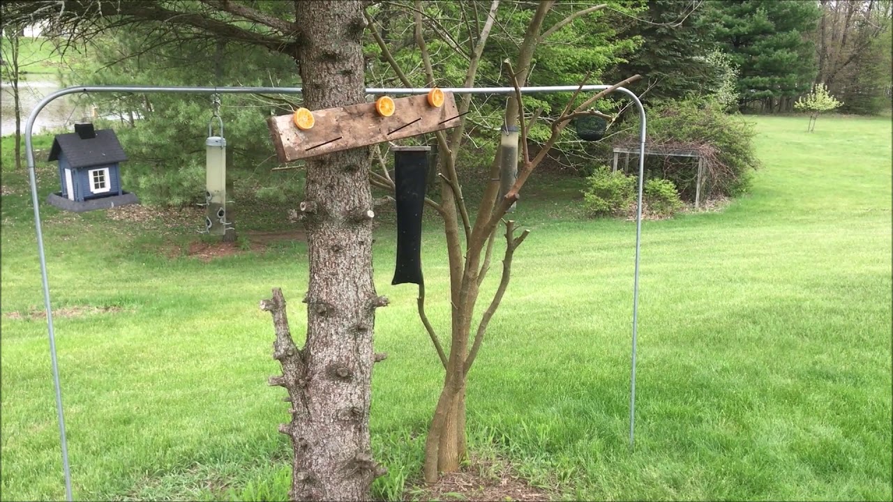 OldGuyDIY $9 EMT 10' 3/4" 1/2 Conduit Bird Feeder Stand Support DIY Better Shepherd's Hook Feeders