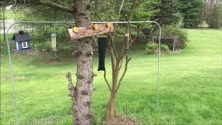 OldGuyDIY $9 EMT 10' 3/4 1/2 Conduit Bird Feeder Stand Support DIY Better Shepherd's Hook Feeders