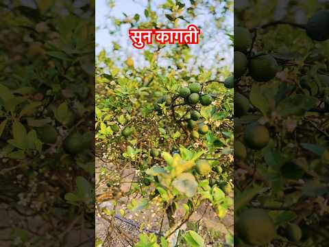 King Of Lemon Lemonjuice Lemon Homemadefood Travelwithkhagendra 