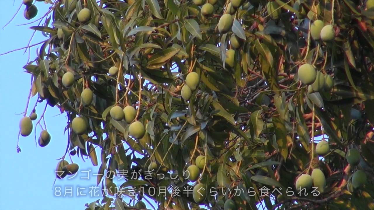 マダガスカル Youtube マダガスカル Youtube