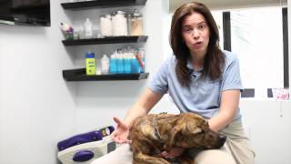 Toegrips Video Series - Why Dogs Need Dr. Buzby's Toegrips