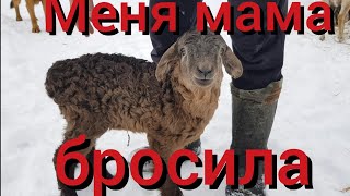 Произошло маленькое чудо : отказной ягнёнок , сирота, брошенный при рождении , снова обрёл маму