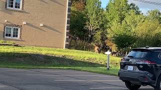 IMG 4285