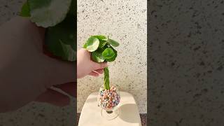 Make Hydroponic Ornament The Spider Plant In Small Cup Drop Colorful