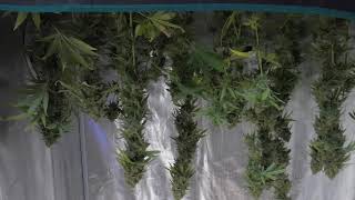 Blueberry Kush Harvest - PlugTalk101 ( S6 Ep30 / Also NEW Mars Hydro 4inch inline fan unboxing )