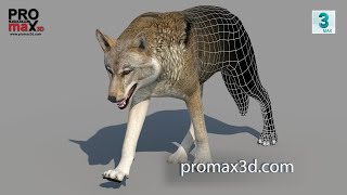 Animated Red Wolf 3D Model: Download - 3Ds Max