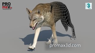 Animated Red Wolf 3D Model for CGI & VFX | Rigged & Game-Ready