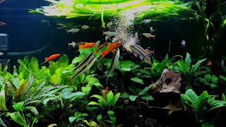 : ALL THE FISH get Daphnia. Live feeding in the Planted Community Aquariums.