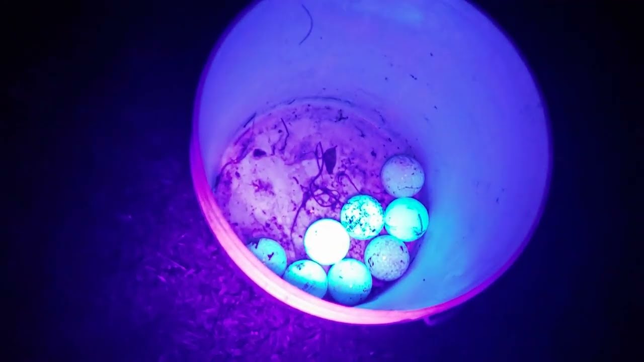 Found 76 golf balls in 2 hours at night with UV light!
