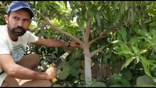 Pruning of Mango Plant