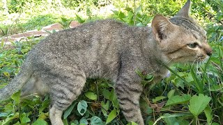 Funny Pich Cat Want Eat Grass Like A Cow