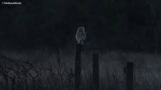 Barn Owl