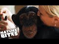Raising Chimpanzees as Humans | Nature Bites