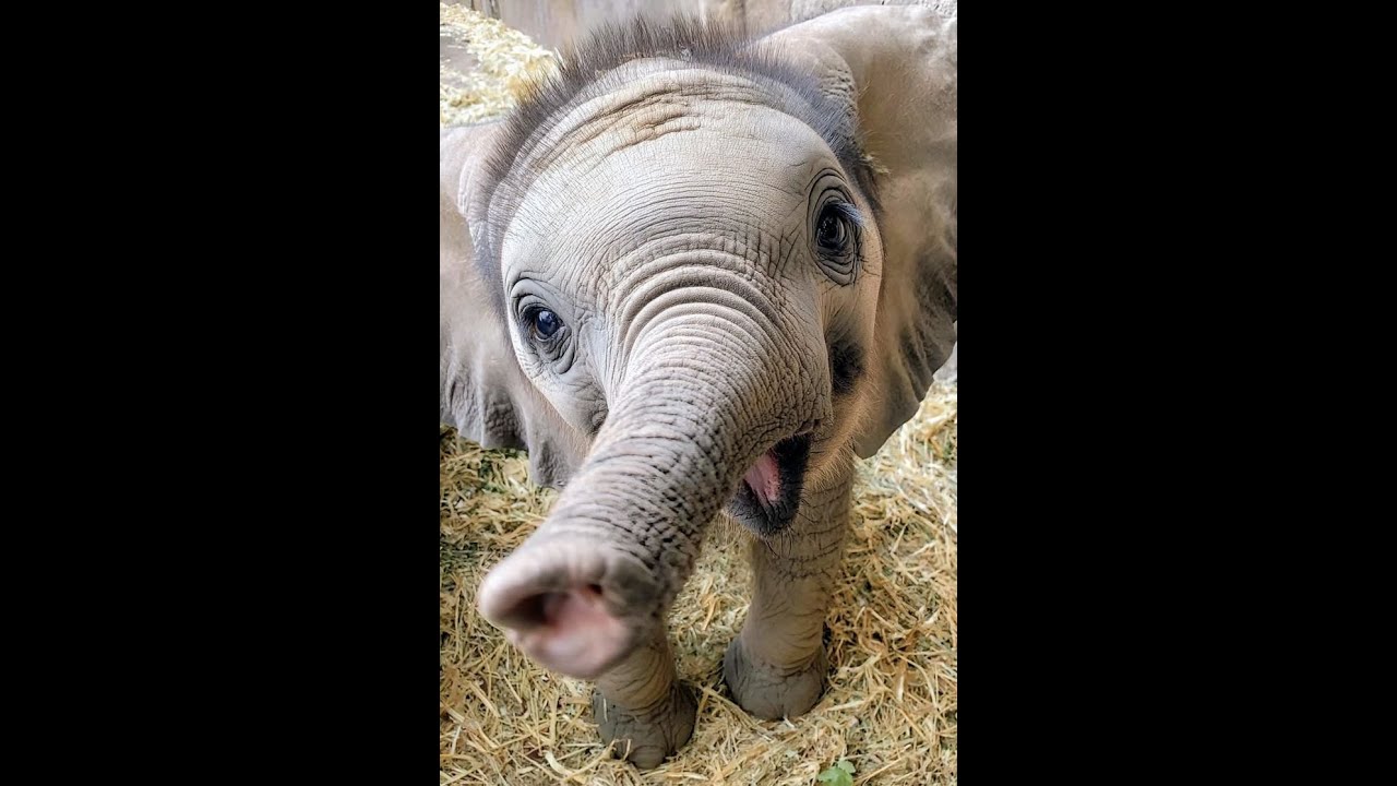 🐕 Супер смешные и милые видео с животными! 🐈 Поднимите себе настроение! 😺