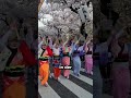Warum man Kirschbäume in Japan nicht schütteln sollte 😳