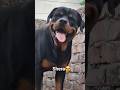 #newsong #shera😍🥰 #rottweiler #dog #shortsvideo