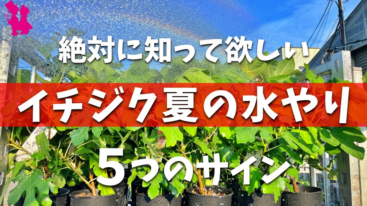 【必見】鉢植えイチジクはこの５つのサインを知ると水やりが変わります